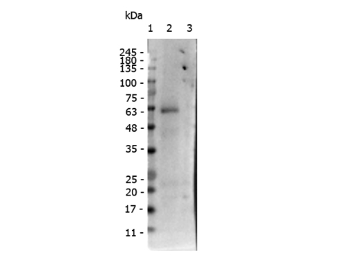 RORC / ROR Gamma Antibody - Western Blot of rabbit anti-receptor ROR gamma pS203 antibody. Lane 1: Opal PreStained Ladder Lane 2: Wild-type Mouse Thymus. Lane 3: KO Mouse Thymus. Load: 10 µg per lane. Primary antibody: Receptor ROR gamma pS203 antibody at 1 ug/mL for overnight at 4°C. Secondary antibody: Peroxidase rabbit secondary antibody at 1:40,000 for 30 min at RT. Block: MB-070 for 30 minutes at RT. Predicted/Observed size: 63 kDa for ROR gamma.