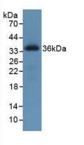 ROS1 / ROS Antibody - Western Blot; Sample: Recombinant ROS1, Human.