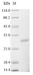 Rotavirus A Non-structural Glycoprotein 4 Protein - (Tris-Glycine gel) Discontinuous SDS-PAGE (reduced) with 5% enrichment gel and 15% separation gel.