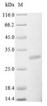 Rotavirus A Non-structural Glycoprotein 4 Protein - (Tris-Glycine gel) Discontinuous SDS-PAGE (reduced) with 5% enrichment gel and 15% separation gel.