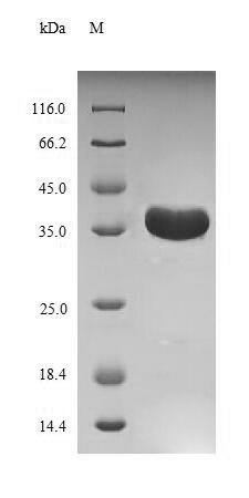 Rotavirus VP7 Protein - (Tris-Glycine gel) Discontinuous SDS-PAGE (reduced) with 5% enrichment gel and 15% separation gel.