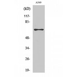ROX / MNT Antibody - Western blot of MNT antibody
