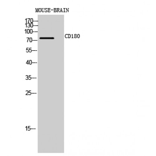 RP105 / CD180 Antibody - Western blot of CD180 antibody whole mouse brain lysates.