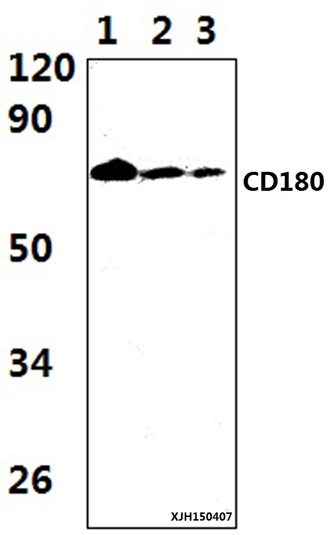 RP105 / CD180 Antibody - Western blot of CD180 antibody at 1:1000 dilution. Lane 1: HEK293T whole cell lysate.