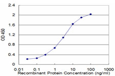 RP2 Antibody - Detection limit for recombinant GST tagged RP2 is approximately 0.1 ng/ml as a capture antibody.