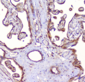 RP2 Antibody - IHC staining of FFPE human placenta with RP2 antibody at 1ug/ml. HIER: boil tissue sections in pH6, 10mM citrate buffer, for 10-20 min followed by cooling at RT for 20 min.