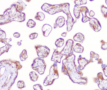 RP2 Antibody - IHC staining of FFPE human placenta with RP2 antibody at 1ug/ml. HIER: boil tissue sections in pH6, 10mM citrate buffer, for 10-20 min followed by cooling at RT for 20 min.