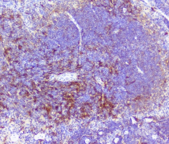 RP2 Antibody - IHC staining of FFPE mouse spleen with RP2 antibody at 1ug/ml. HIER: boil tissue sections in pH6, 10mM citrate buffer, for 10-20 min followed by cooling at RT for 20 min.