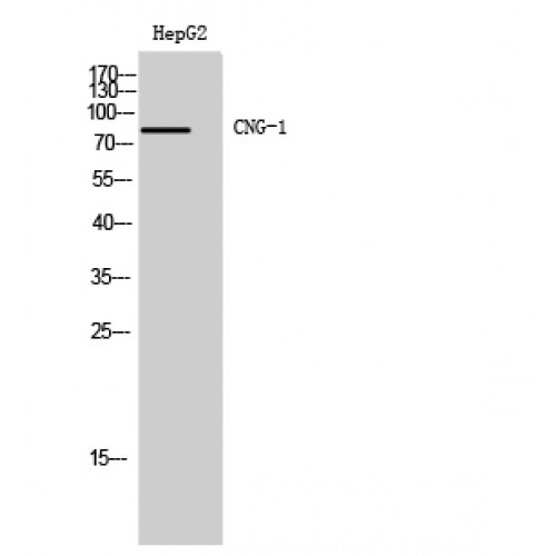 RP49 / CNG1 Antibody - Western blot of CNG-1 antibody