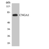 RP49 / CNG1 Antibody - Western blot analysis of the lysates from HepG2 cells using CNGA1 antibody.