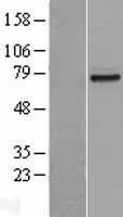 RP49 / CNG1 Protein - Western validation with an anti-DDK antibody * L: Control HEK293 lysate R: Over-expression lysate