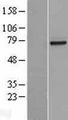 RP49 / CNG1 Protein - Western validation with an anti-DDK antibody * L: Control HEK293 lysate R: Over-expression lysate