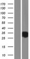 RP9 Protein - Western validation with an anti-DDK antibody * L: Control HEK293 lysate R: Over-expression lysate