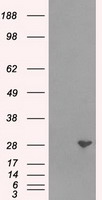 RPA2 / RFA2 / RPA34 Antibody - HEK293T cells were transfected with the pCMV6-ENTRY control (Left lane) or pCMV6-ENTRY RPA2 (Right lane) cDNA for 48 hrs and lysed. Equivalent amounts of cell lysates (5 ug per lane) were separated by SDS-PAGE and immunoblotted with anti-RPA2.