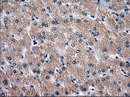 RPA2 / RFA2 / RPA34 Antibody - IHC of paraffin-embedded liver tissue using anti-RPA2 mouse monoclonal antibody. (Dilution 1:50).