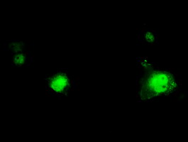 RPA2 / RFA2 / RPA34 Antibody - Anti-RPA2 mouse monoclonal antibody  immunofluorescent staining of COS7 cells transiently transfected by pCMV6-ENTRY RPA2.