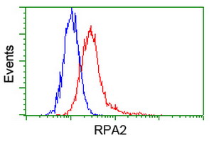 RPA2 / RFA2 / RPA34 Antibody - Flow cytometry of HeLa cells, using anti-RPA2 antibody (Red), compared to a nonspecific negative control antibody (Blue).