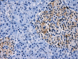 RPA2 / RFA2 / RPA34 Antibody - IHC of paraffin-embedded pancreas tissue using anti-RPA2 mouse monoclonal antibody. (Dilution 1:50).