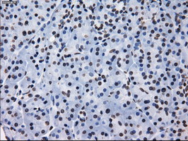 RPA2 / RFA2 / RPA34 Antibody - IHC of paraffin-embedded pancreas tissue using anti-RPA2 mouse monoclonal antibody. (Dilution 1:50).