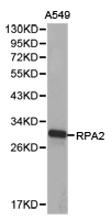 RPA2 / RFA2 / RPA34 Antibody - Western blot of extracts of A549 cell lines, using RPA2 antibody.