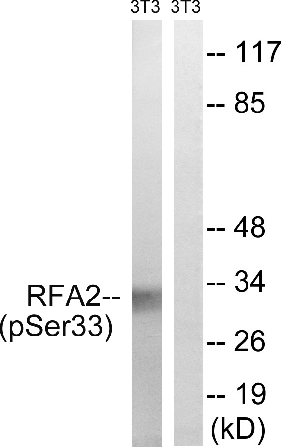 RPA2 / RFA2 / RPA34 Antibody - Western blot analysis of lysates from NIH/3T3 cells treated with Adriamycin 0.5ug/ml 24h, using RFA2 (Phospho-Ser33) Antibody. The lane on the right is blocked with the phospho peptide.