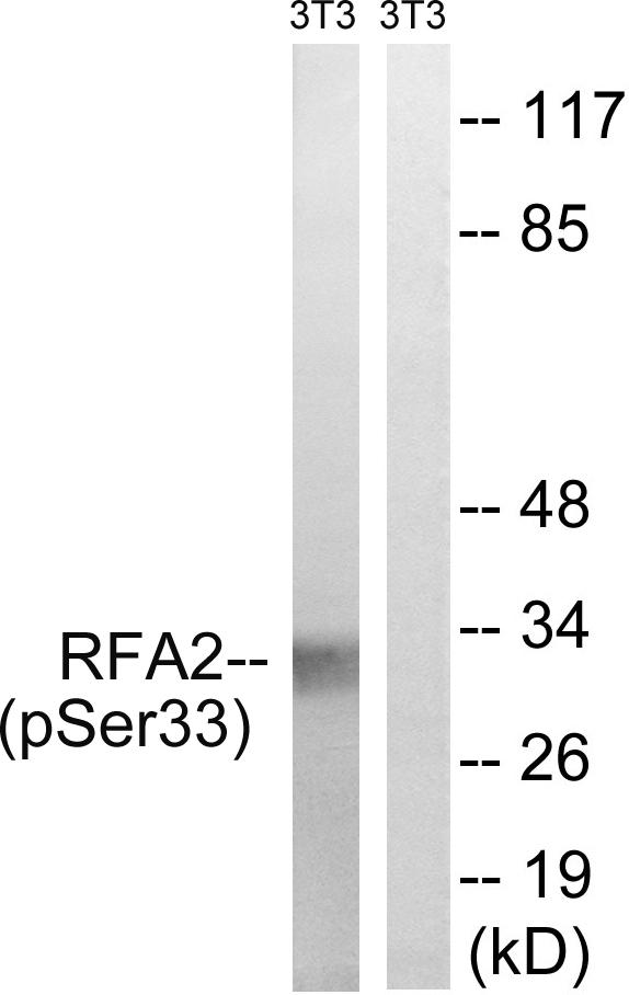 RPA2 / RFA2 / RPA34 Antibody - Western blot analysis of extracts from 3T3 cells, treated with Adriamycin (0.5ug/ml, 24hours), using RFA2 (Phospho-Ser33) antibody. RFA2 (Phospho-Ser33) antibody reacts with epitope-specific phosphopeptide and corresponding non-phosphopeptide.