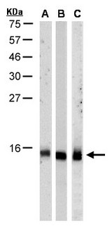 RPA3 Antibody - Sample (30 ug of whole cell lysate). A: HeLa S3 , B: Hep G2, C: MOLT4. 15% SDS PAGE. RPA3 antibody diluted at 1:1000