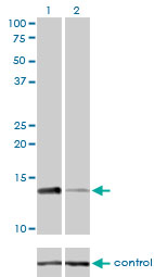 RPA3 Antibody - Western blot of RPA3 over-expressed 293 cell line, cotransfected with RPA3 Validated Chimera RNAi (Lane 2) or non-transfected control (Lane 1). Blot probed with RPA3 monoclonal antibody, clone 1F4. GAPDH ( 36.1 kD ) used as specificity an.