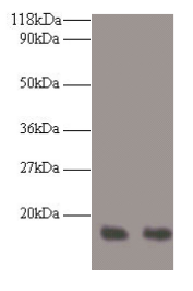 RPA3 Antibody - Western blot All lanes: Replication protein A 14 kDa subunit antibody at 2µg/ml Lane 1: LO2 whole cell lysate Lane 2: HepG2 whole cell lysate Secondary Goat polyclonal to rabbit IgG at 1/10000 dilution Predicted band size: 14 kDa Observed band size: 14 kDa