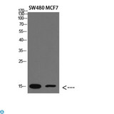 RPA3 Antibody - Western blot analysis of SW480, MCF7 lysate, antibody was diluted at 2000. Secondary antibody was diluted at 1:20000.