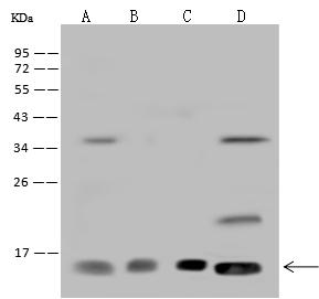RPA3 Antibody - Anti-RPA3 rabbit polyclonal antibody at 1:500 dilution. Lane A: Hela Whole Cell Lysate. Lane B: HepG2 Whole Cell Lysate. Lane C: 293T Whole Cell Lysate. Lane D: HL-60 Whole Cell Lysate. Lysates/proteins at 30 ug per lane. Secondary: Goat Anti-Rabbit IgG (H+L)/HRP at 1/10000 dilution. Developed using the ECL technique. Performed under reducing conditions. Predicted band size: 14 kDa. Observed band size: 14 kDa.