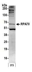 RPA70 / RPA1 Antibody - Detection of mouse RPA70 by western blot. Samples: Whole cell lysate (50 µg) from NIH 3T3 cells prepared using NETN lysis buffer. Antibody: Affinity purified rabbit anti-RPA70 antibody used for WB at 0.1 µg/ml. Detection: Chemiluminescence with an exposure time of 30 seconds.