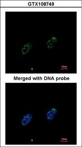 RPA70 / RPA1 Antibody - Immunofluorescence of paraformaldehyde-fixed HeLa using RPA 70 kDa subunit antibody at 1:200 dilution.