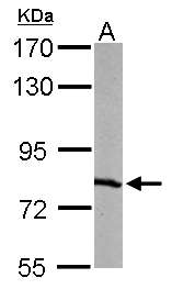 RPA70 / RPA1 Antibody - Sample (50 ug of whole cell lysate). A: mouse liver. 7.5% SDS PAGE. RPA70 / RPA1 antibody diluted at 1:1000.