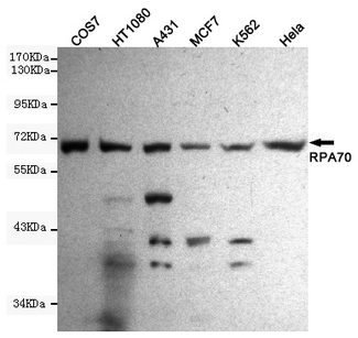 RPA70 / RPA1 Antibody - Western blot detection of RPA70 in HeLa, A431, MCF7, COS7, HT1080 and K562 cell lysates using RPA70 mouse monoclonal antibody (1:1000 dilution). Predicted band size: 70KDa. Observed band size:70KDa.