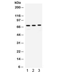 RPA70 / RPA1 Antibody