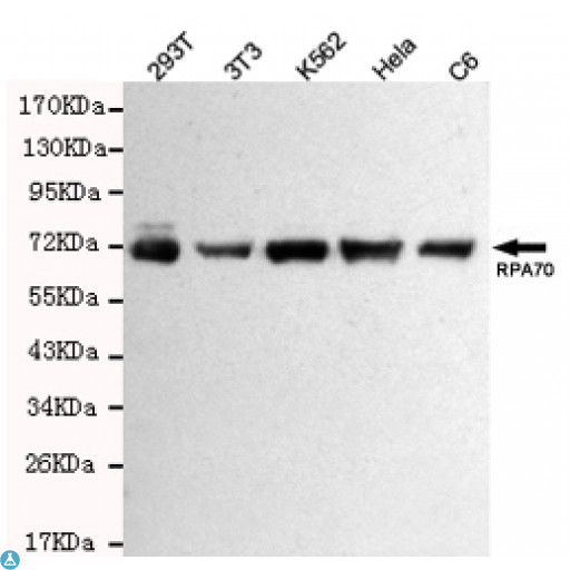 RPA70 / RPA1 Antibody - Western blot detection of RPA70 in Hela,293T,C6,3T3 and K562 cell lysates using RPA70 mouse mAb (1:1000 diluted). Predicted band size: 70KDa.Observed band size: 70KDa.