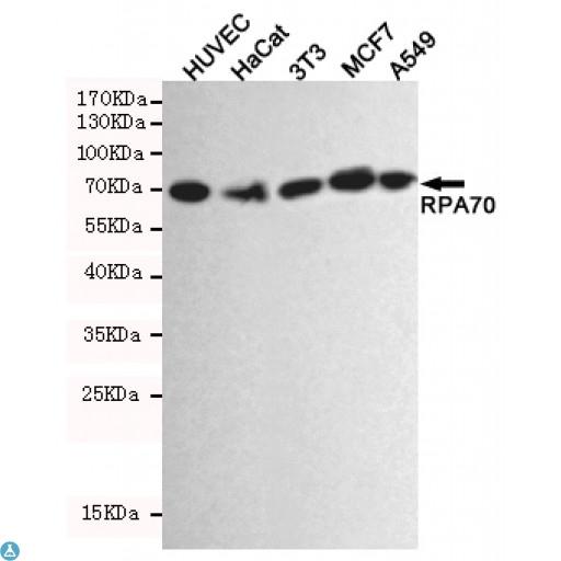 RPA70 / RPA1 Antibody - Western blot detection of RPA70 in HUVEC,Hacat,3T3,MCF7 and A549 cell lysates using RPA70 mouse mAb (1:2000 diluted). Predicted band size: 70KDa.Observed band size: 70KDa.