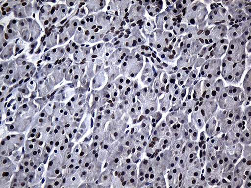 RPAIN Antibody - Immunohistochemical staining of paraffin-embedded Human pancreas tissue within the normal limits using anti-RPAIN mouse monoclonal antibody. (Heat-induced epitope retrieval by 1mM EDTA in 10mM Tris buffer. (pH8.5) at 120°C for 3 min. (1:500)