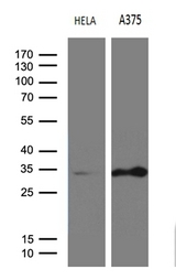 RPAIN Antibody - Western blot analysis of extracts. (35ug) from 2 different cell lines by using anti-RPAIN monoclonal antibody. (1:500)