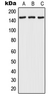 RPAP1 Antibody - Western blot analysis of RPAP1 expression in HEK293T (A); NIH3T3 (B); H9C2 (C) whole cell lysates.