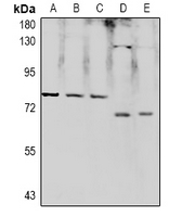 RPAP2 Antibody - Western blot analysis of RPAP2 expression in HEK293T (A), LO2 (B), A549 (C), AML12 (D), BV2 (E) whole cell lysates.