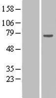 RPAP2 Protein - Western validation with an anti-DDK antibody * L: Control HEK293 lysate R: Over-expression lysate