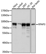 RPAP3 / FLJ21908 Antibody - Western blot analysis of extracts of various cell lines, using RPAP3 antibody at 1:1000 dilution. The secondary antibody used was an HRP Goat Anti-Rabbit IgG (H+L) at 1:10000 dilution. Lysates were loaded 25ug per lane and 3% nonfat dry milk in TBST was used for blocking. An ECL Kit was used for detection and the exposure time was 1s.