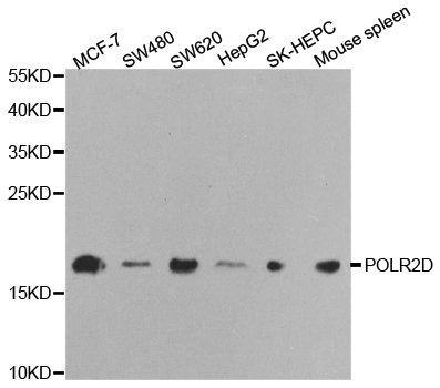 RPB16 / POLR2D Antibody - Western blot analysis of extracts of various cell lines.