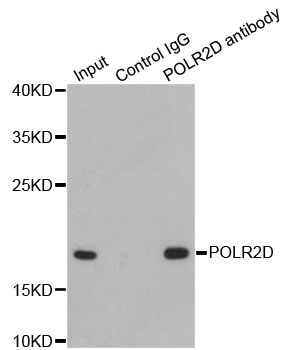RPB16 / POLR2D Antibody - Immunoprecipitation analysis of 200ug extracts of HepG2 cells.
