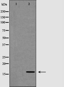 RPB16 / POLR2D Antibody - Western blot analysis of extracts of mouse heart tissue using POLR2D antibody. The lane on the left is treated with the antigen-specific peptide.