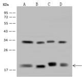 RPB16 / POLR2D Antibody - Anti-POLR2D rabbit polyclonal antibody at 1:500 dilution. Lane A: A431 Whole Cell Lysate. Lane B: Hela Whole Cell Lysate. Lane C: HepG2 Whole Cell Lysate. Lane D: MCF-7 Whole Cell Lysate. Lysates/proteins at 30 ug per lane. Secondary: Goat Anti-Rabbit IgG (H+L)/HRP at 1/10000 dilution. Developed using the ECL technique. Performed under reducing conditions. Predicted band size: 16 kDa. Observed band size: 18 kDa.