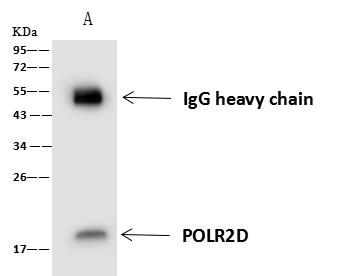 RPB16 / POLR2D Antibody - POLR2D was immunoprecipitated using: Lane A: 0.5 mg HepG2 Whole Cell Lysate. 4 uL anti-POLR2D rabbit polyclonal antibody and 60 ug of Immunomagnetic beads Protein A/G. Primary antibody: Anti-POLR2D rabbit polyclonal antibody, at 1:100 dilution. Secondary antibody: Goat Anti-Rabbit IgG (H+L)/HRP at 1/10000 dilution. Developed using the ECL technique. Performed under reducing conditions. Predicted band size: 16 kDa. Observed band size: 17 kDa.