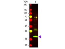 RPE Antibody - Western Blot of Texas Red™ conjugated Goat Anti-R-Phycoerythrin secondary antibody. Lane 1: R-Phycoerythrin. Lane 2: None. Load: 50 ng per lane. Primary antibody: None. Secondary antibody: Texas Red™ goat secondary antibody at 1:1,000 for 60 min at RT. Predicted/Observed size: 18 kDa, 18 kDa for R-Phycoerythrin. Other band(s): R-Phycoerythrin splice varients and isoforms.